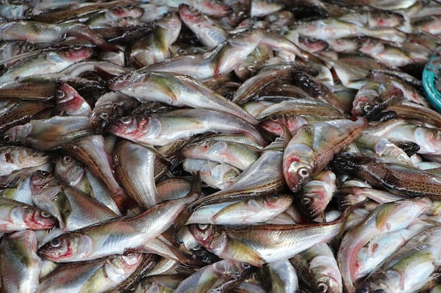 ハタハタってどんな魚？