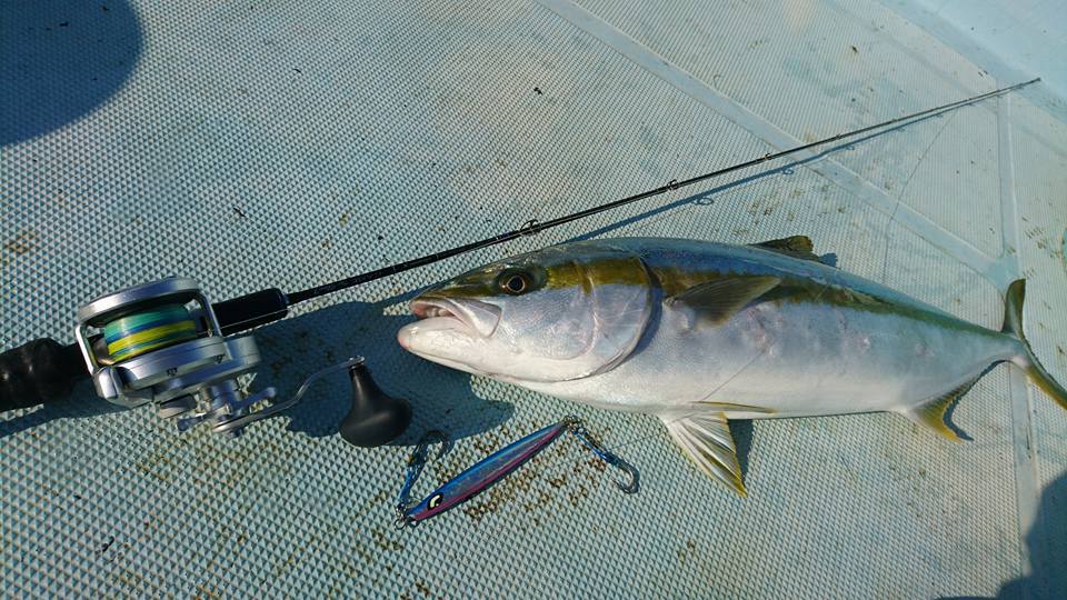 ヒラマサの釣り