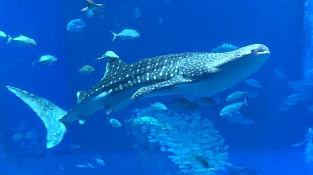 ジンベエザメの生態