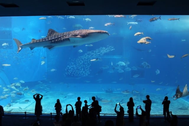 水族館のジンベイザメ