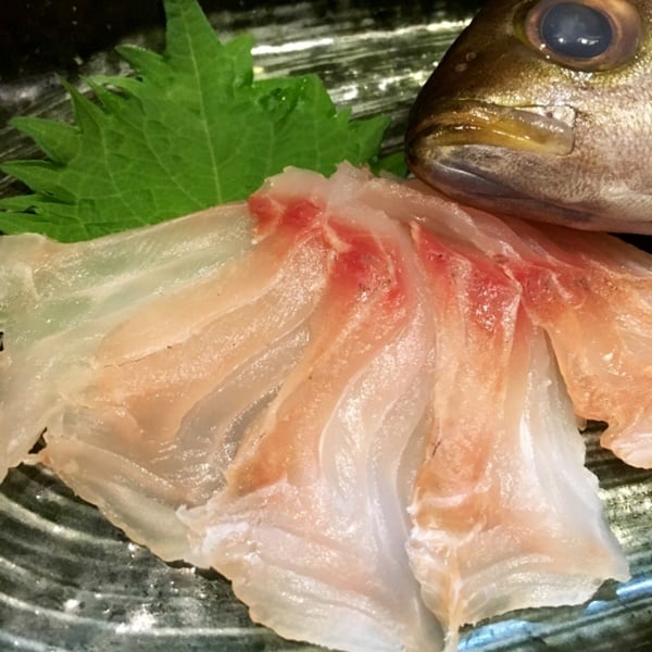 イサキの刺身は脂がのってて美味しい！