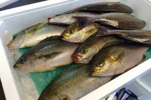 イサキは夏が美味しい人気魚