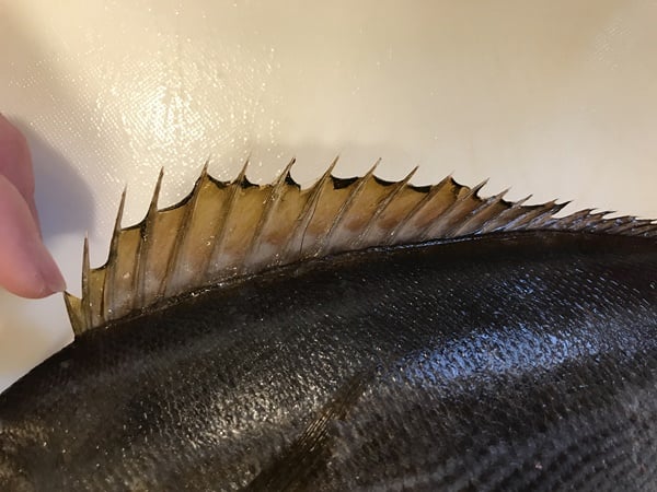 イサキは漢字で鶏魚とも