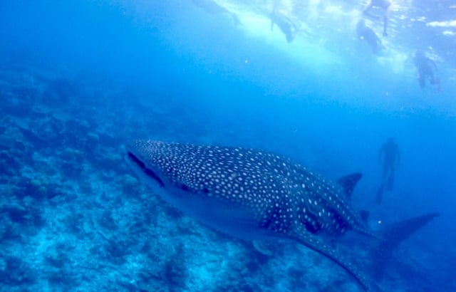 ジンベエザメは絶滅危惧種？
