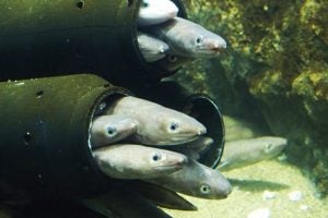 アナゴの特徴やおすすめ料理は？