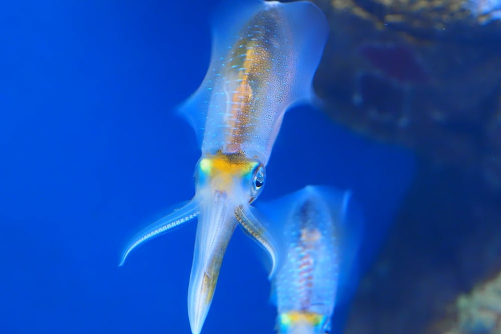 アオリイカを釣ろう