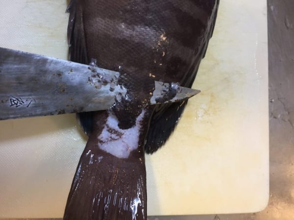 マハタの鱗の取り方