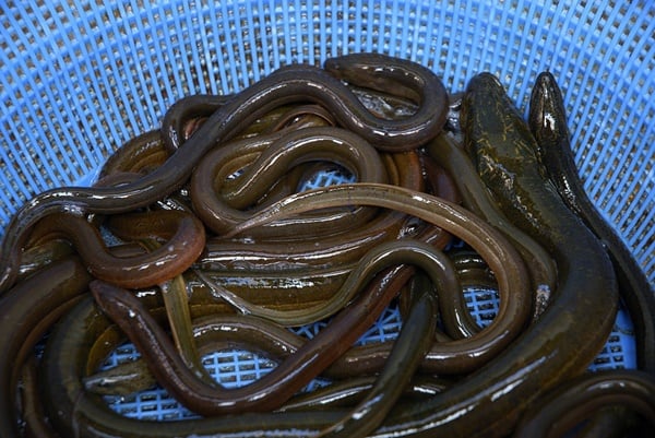 アナゴとウナギの違いは？