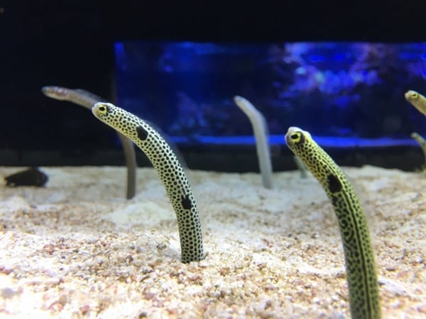 チンアナゴはどんな魚？