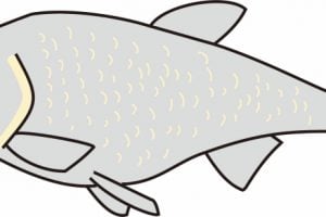 ワタカとは