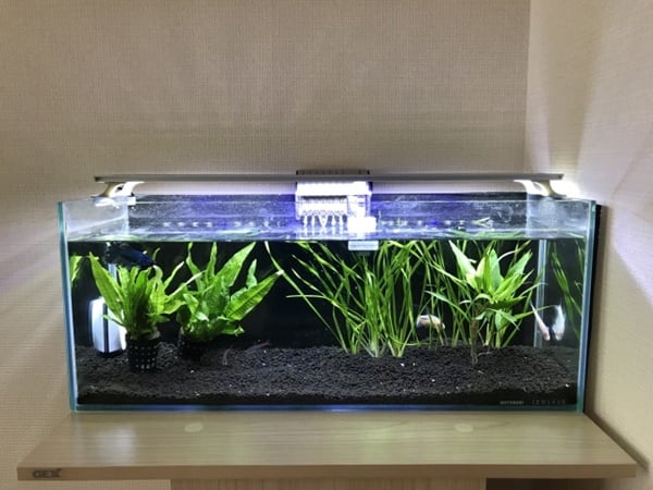 アマゴ飼育に必要な器具とは