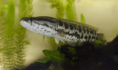 雷魚ってどんな魚？