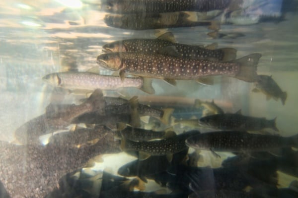 イワナは縄張り意識が高い魚