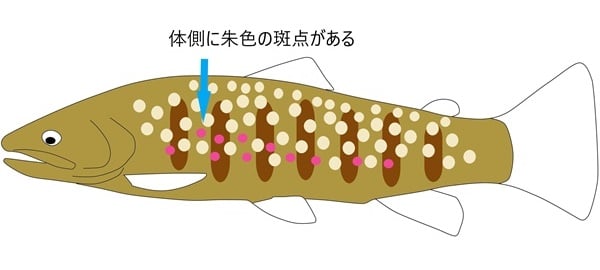 管釣りでもお馴染みのジャガートラウト