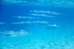 ダツの生態や釣り方とは