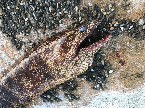 ウツボを釣ったらどうする？