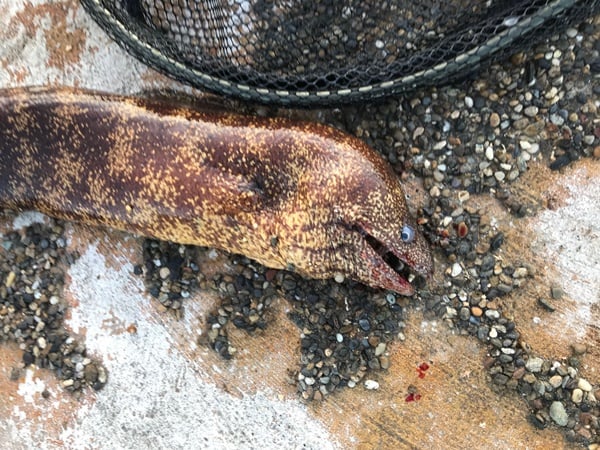 ウツボって釣れるの？