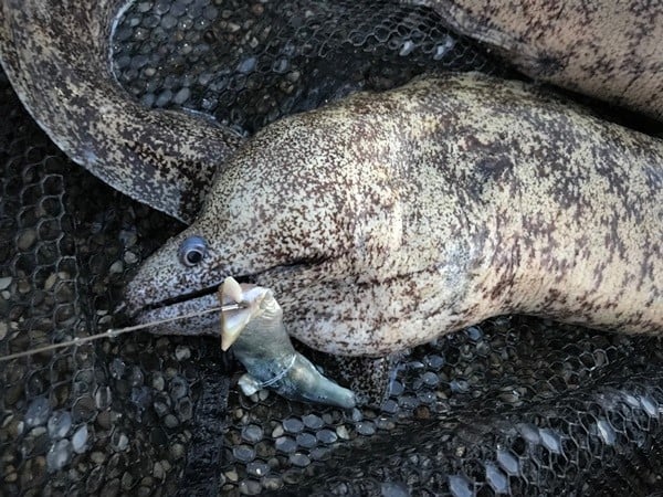ウツボ釣りのエサには臭いの出るものを！