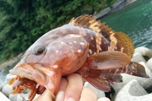 ロックフィッシュを釣ろう
