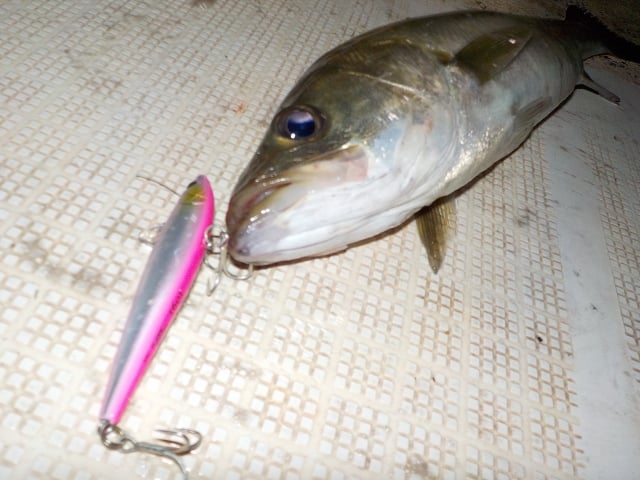 ボートシーバスってどんな釣り？