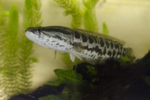タイワンドジョウとカムルチー