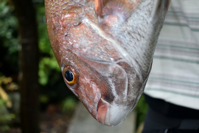 タイラバリールで大物をしっかりとる