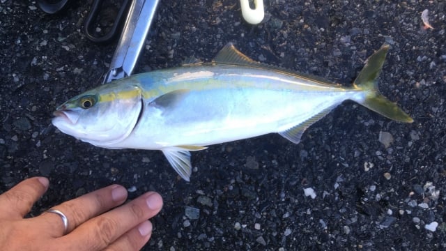 弓角で青物が釣れる