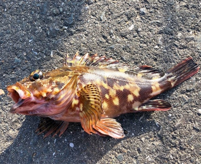 カサゴは釣っても楽しい！食べても美味しい！