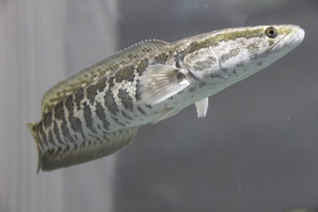 タイワンドジョウの見分け方