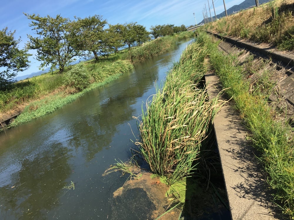 ヤリタナゴの生息地
