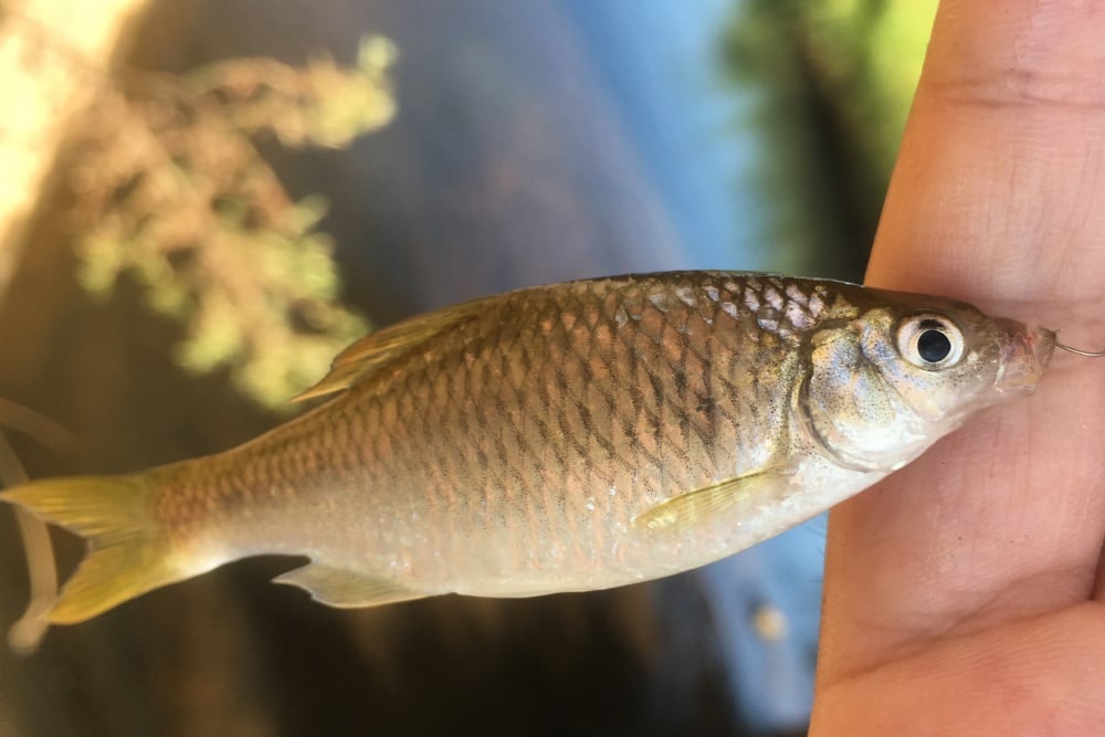 ヤリタナゴ釣り