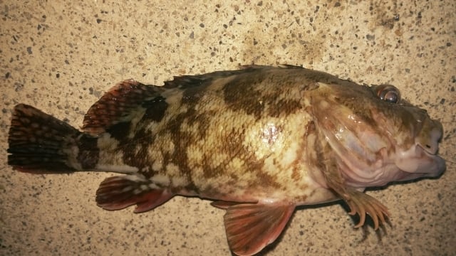 カサゴの鰭には毒があるの？