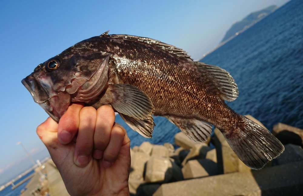 ロックフィッシュには様々な種類が