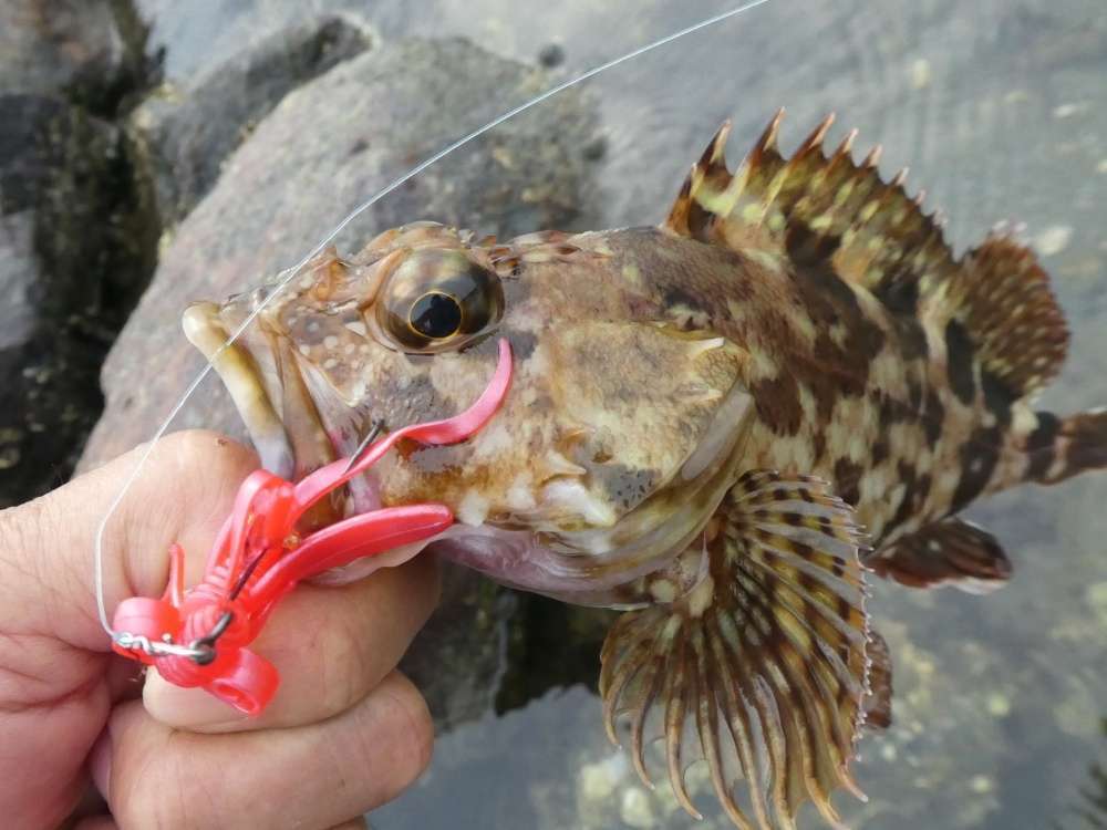ロックフィッシュには美味しい魚がいっぱい