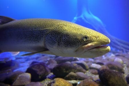 イトウってどんな魚？釣りの最大記録は何cm？