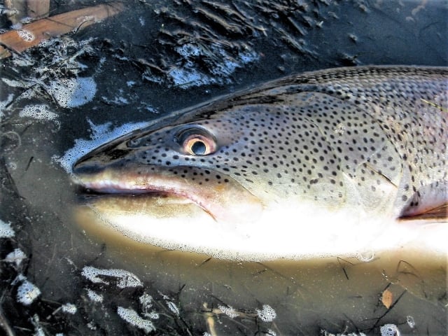 イトウは幻の魚とも言われる