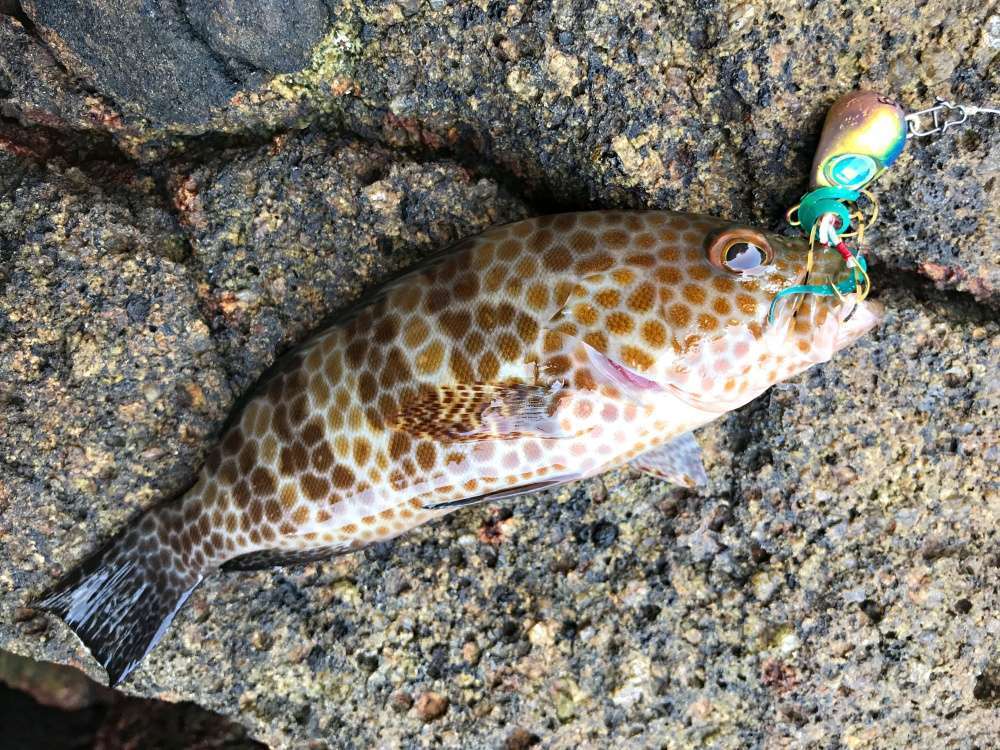 ハタ類は大型のロックフィッシュ