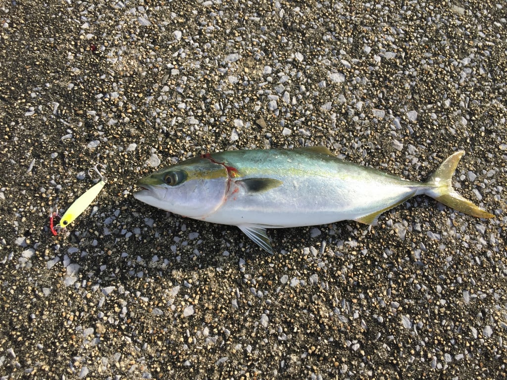 ジグで大物！