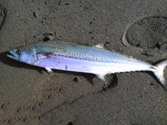 ジグパラスローで狙える魚