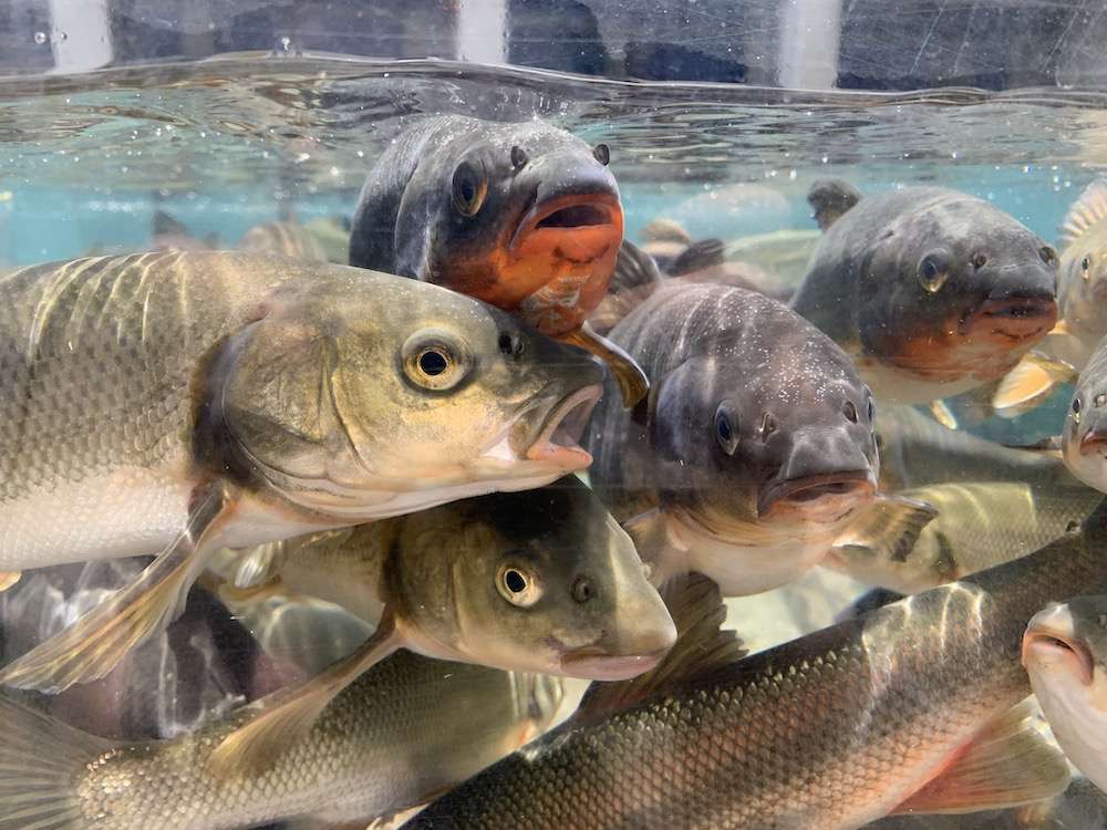 ウグイの生態