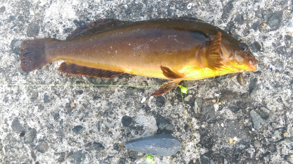 アイナメ釣り