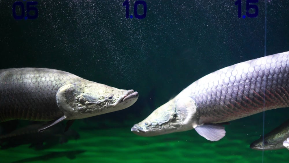 ピラルクは日本の水族館でも見られる！