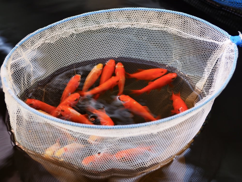 ピラルク飼育には生餌がベスト？
