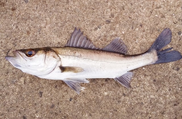 ジグパラブレードで狙える魚は？
