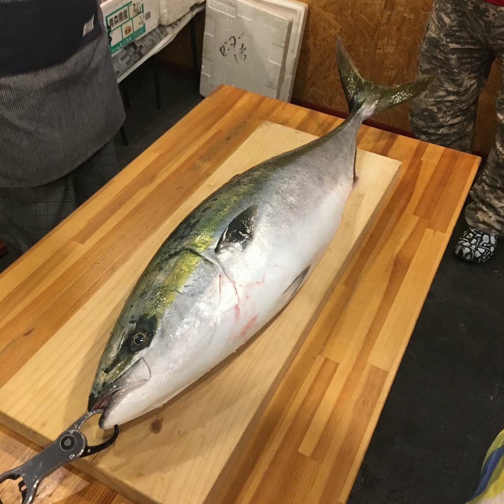 ブリの特徴や生態
