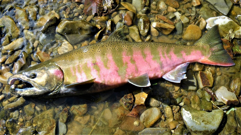 サクラマスはヤマメの降海型