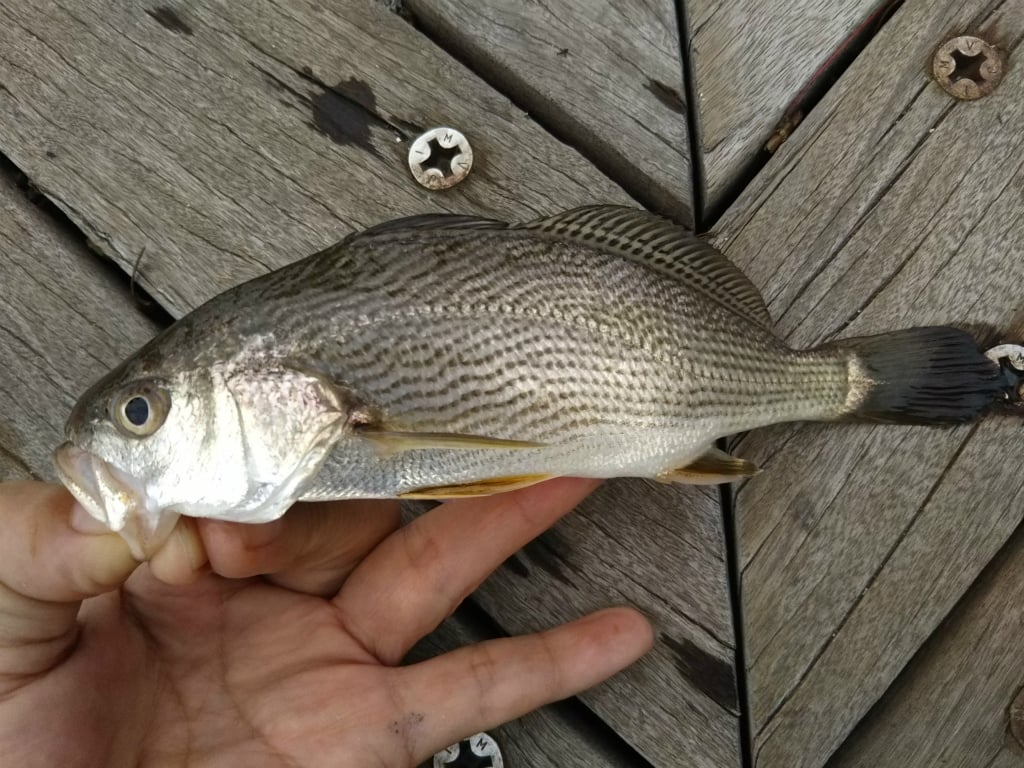 イシモチの見分け方