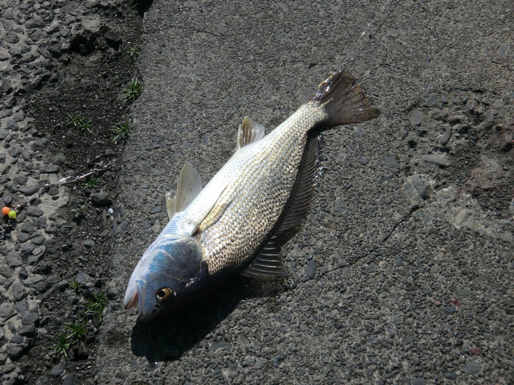 イシモチの釣り方