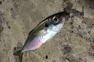 アジングに適した時期とは