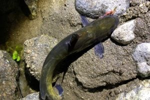 ギギを釣ってみた